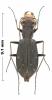 Brasiella obscurella